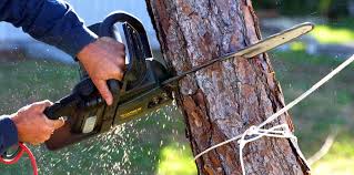 How Our Tree Care Process Works  in  Royal Palm Beach, FL